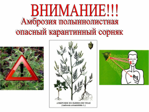 Амброзия полыннолистная - опасный карантинный сорняк
